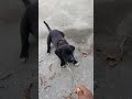 Cutie ❤️ #love #shortvideo