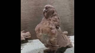 Mating Of Furry Pigeons
