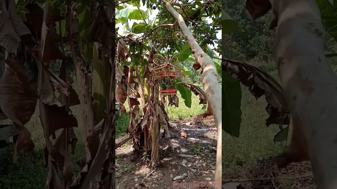 Menjebak Burung Serindit Yang Tersesat 1 