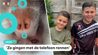 Download Lagu Apen maken filmpjes met telefoon van moeder van Kyan en Dani MP3 Download Lagu Apen maken filmpjes met telefoon van moeder van Kyan en Dani MP3