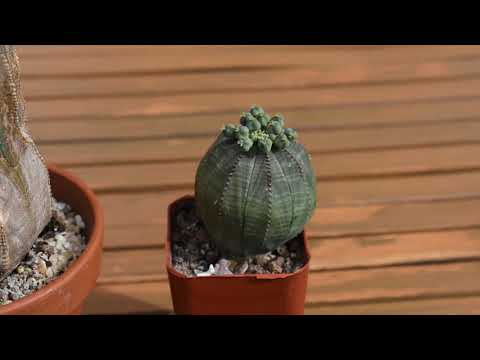 וִידֵאוֹ: Euphorbia Obese (16 תמונות): תיאור וטיפול באובסה Euphorbia בבית
