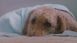 Pet Health: Winter holiday safety tips for your furry friends