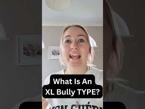 What Is An XL Bully TYPE? #XLBully #XLBullyUK #DogShorts