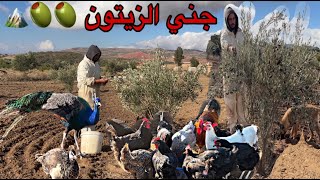 العمل في البادية جني الزيتون  في المزرعة اطعام الدجاج اجواء العمل