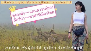 ทุ่งกะมัง แดนสวรรค์ของสัตว์ป่า ซาฟารีเมืองไทย พาส่องสัตว์ เดินศึกษาธรรมชาติครบทุกเส้น คลิปเดียวจบ