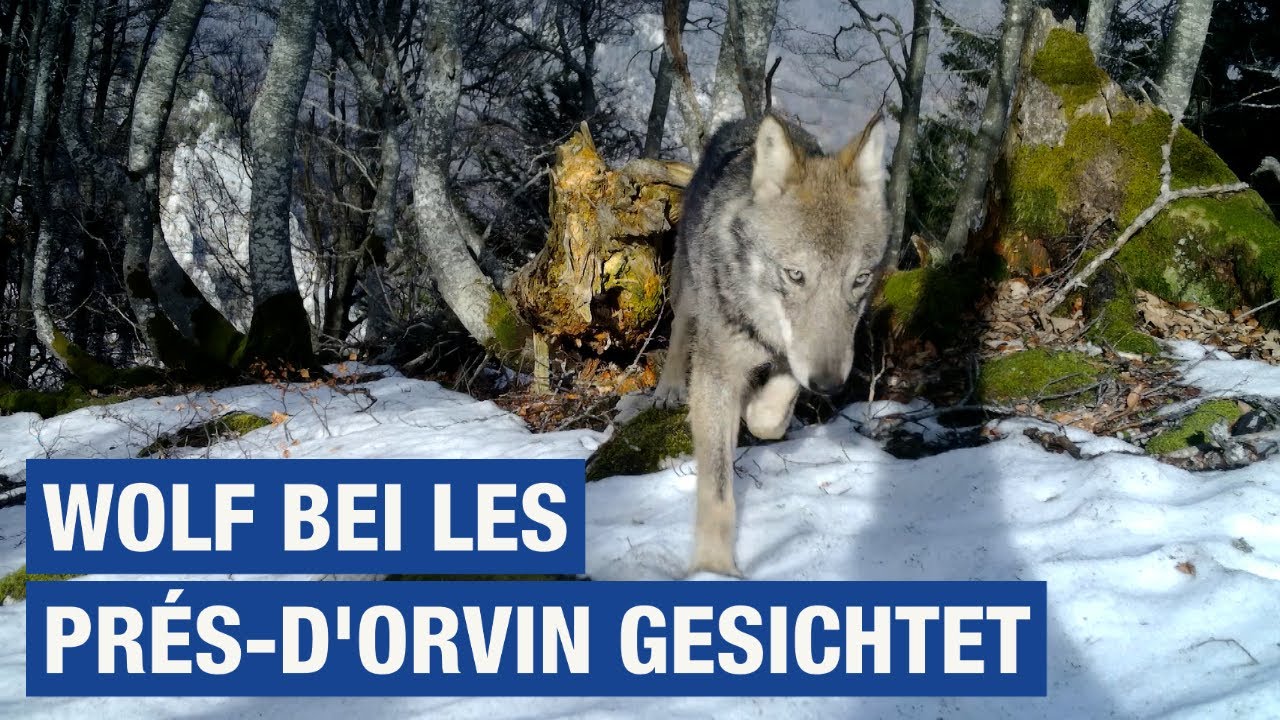 INFO: Wolf bei Les Prés-d'Orvin gesichtet / TeleBielingue - YouTube