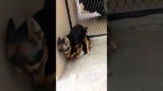 Perros Culiando Con Sweet Dreams De Fondo