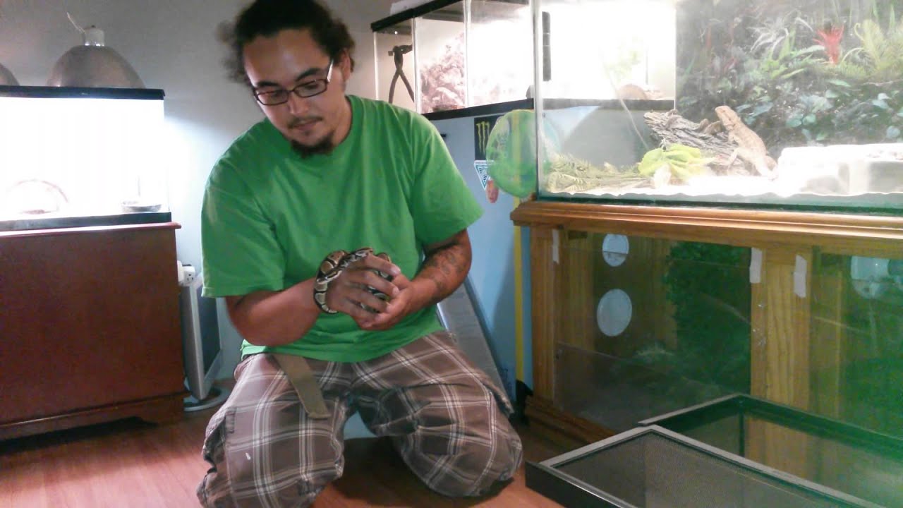 corning reptile show pickups. 5\30\15 YouTube