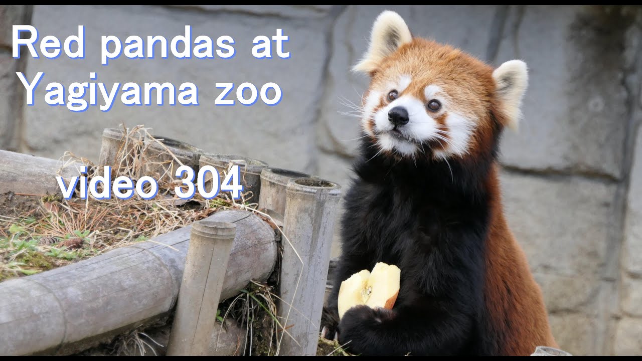八木山レッサーリポート304 レッサーパンダ Red panda at Yagiyama zoo