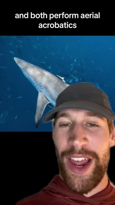 Ultimate Battle: Spinner vs Blacktip Shark Face-off! - YouTube