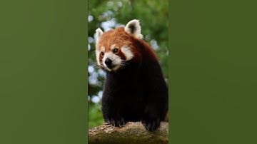 Red panda #shorts #trending #new