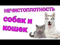 НЕЧИСТОПЛОТНОСТЬ СОБАК И КОШЕК/ причины возникновения и методы коррекции