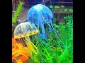 Медуза для аквариума: обзор