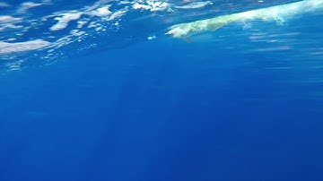 Deep sea sportfishing charters with Hunt Fish Kauai