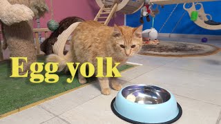 Cat and egg yolk // Egg yolk! by Cat House 128 views 2 years ago 8 minutes, 3 seconds