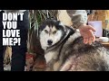 Sad Husky Thinks No One Loves Him!