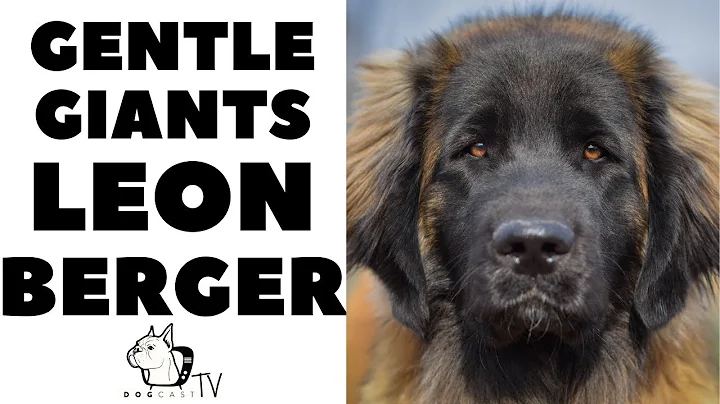 How to live with LEONBERGER DOGS - The German Lion...