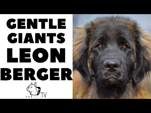 Video: Anatolian Shepherd Dog Breed Fakta & Informasi