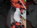 #ElsaKitten #CuteKittens #CatVideos #FrozenFun #SnowQueen #KittenPlaytime #KittyLove# viral short
