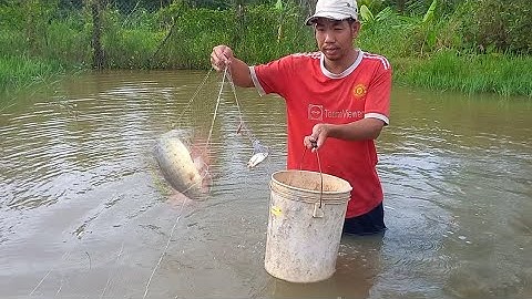 Thăm lưới trên đồng lúa  dính cá rô mề quá  đã / Toàn Tv