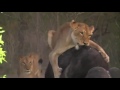 Nkuhuma Lion Pride kill Buffalo during Live Safari