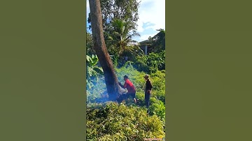 Cưa Bật Gốc Tràm Siêu Khủng Vua Vượn Tháp 10 Tập 129