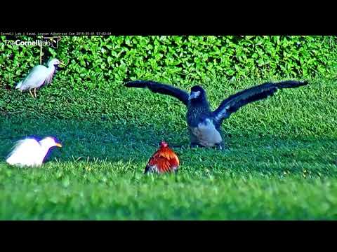 Albatrosses, Egrets, And Roosters - Laysan Albatross - May 1, 2018 - 동영상