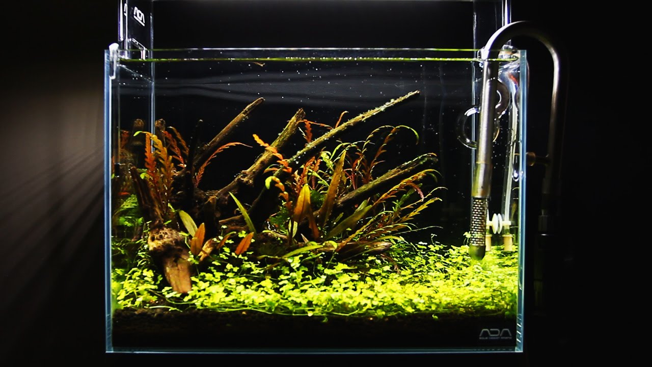 小さなアクアリウムの作り方 Step 2 流木水草レイアウト Sticks Aquascape With Small Tank Youtube