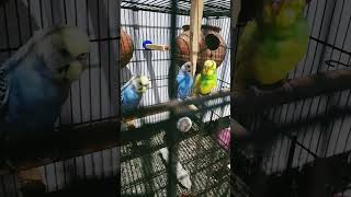 Version 3 of the video