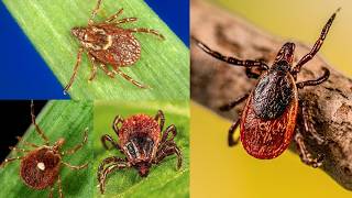 Ticks Everywhere Debt Wont Be Repaid This Awaits Us