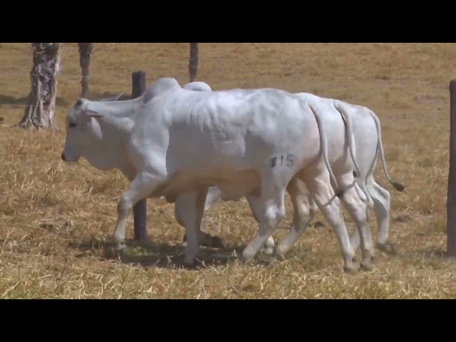 lote 27 - LEILÃO FAZENDA SANTA TEREZA - REPRODUTORES DO FUTURO