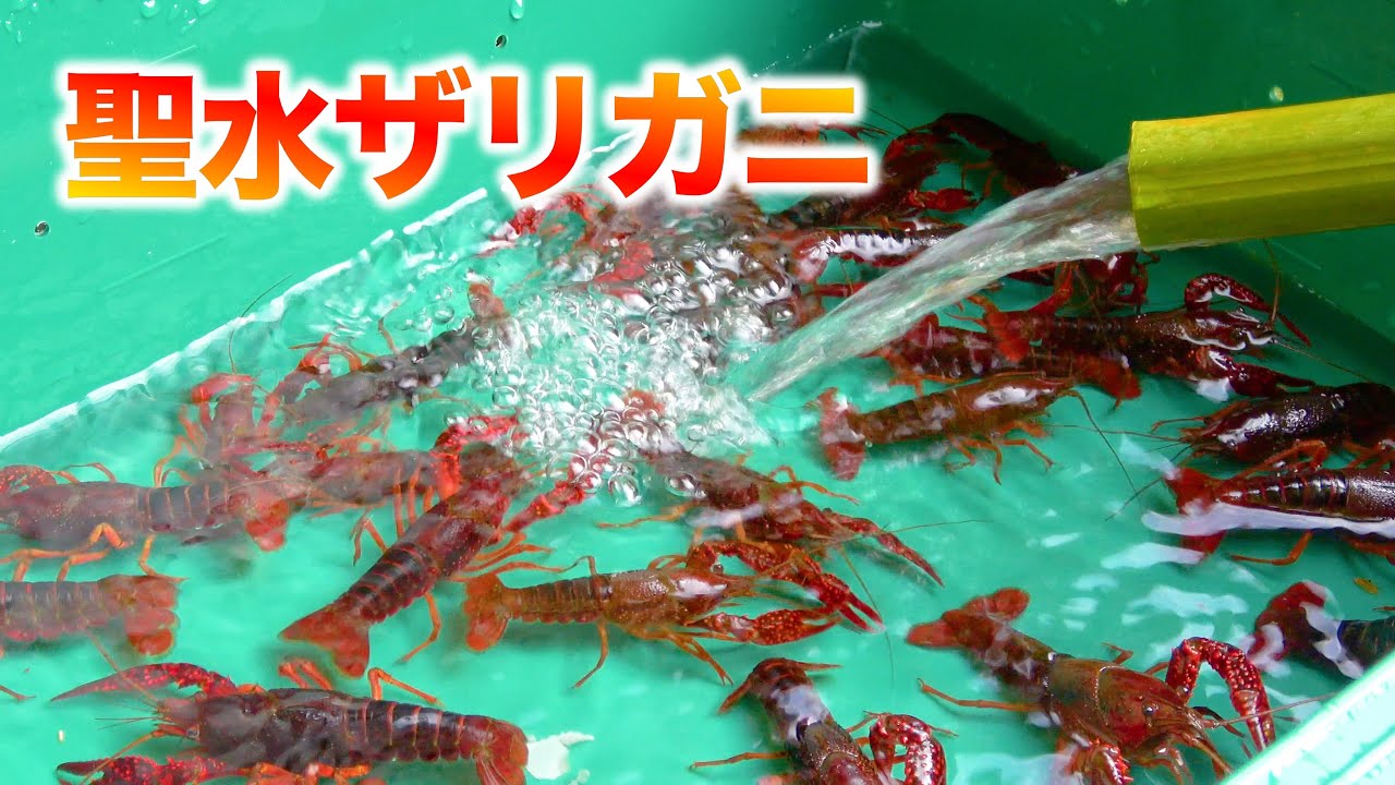 矢板緑 ザリガニ mibroTV#28 デスサイズ ザリガニだけどブルーギル〜フットボール