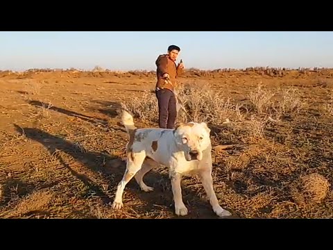 Бейбарс абсолютный чемпион Мары 2018 алабай champion Dog alabai Turkmen alabay