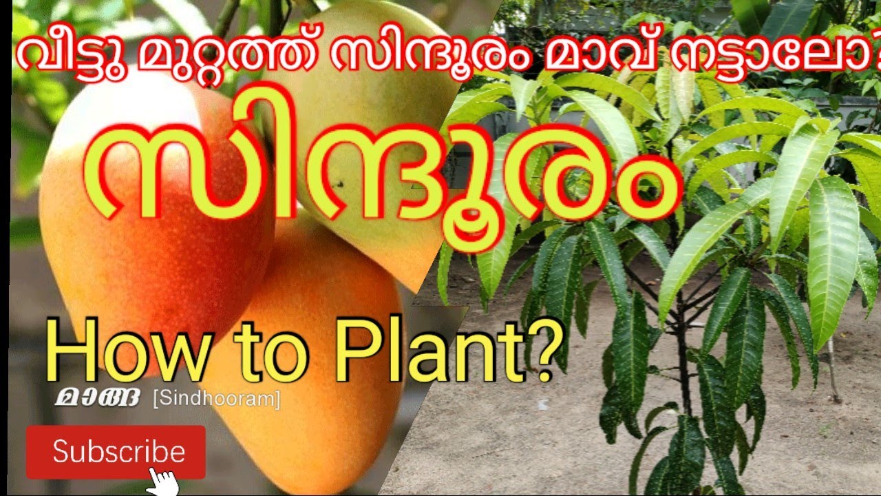 mango how to plant in malayalam. sindhuram mangoes. സിന്ദൂരം മാവ്