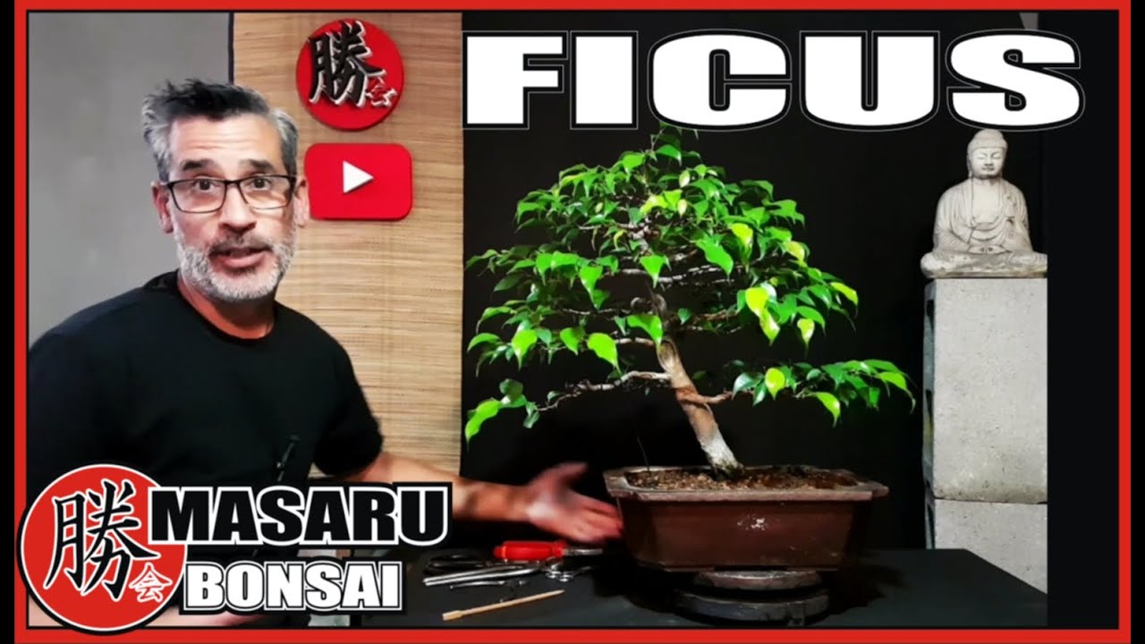 COMO PODAR - DEFOLIAR Y TRABAJAR UN FICUS PARA BONSAI.