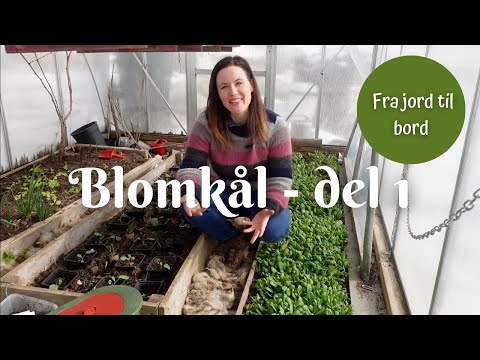 Video: Å dyrke blomkålfrø – tips om høsting og lagring av blomkålfrø