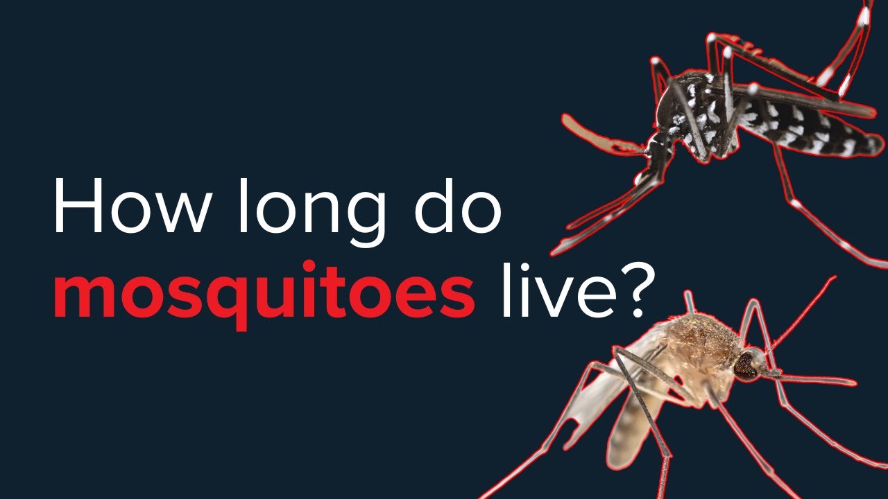 How long do mosquitoes live? The mosquito lifespan | Rentokil