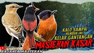 BURUNG ISTIMEWA UNTUK ISIAN || MASTERAN BURUNG FULL TEMBAKAN RAPAT - MATERI  RAPAT DAN KASARAN