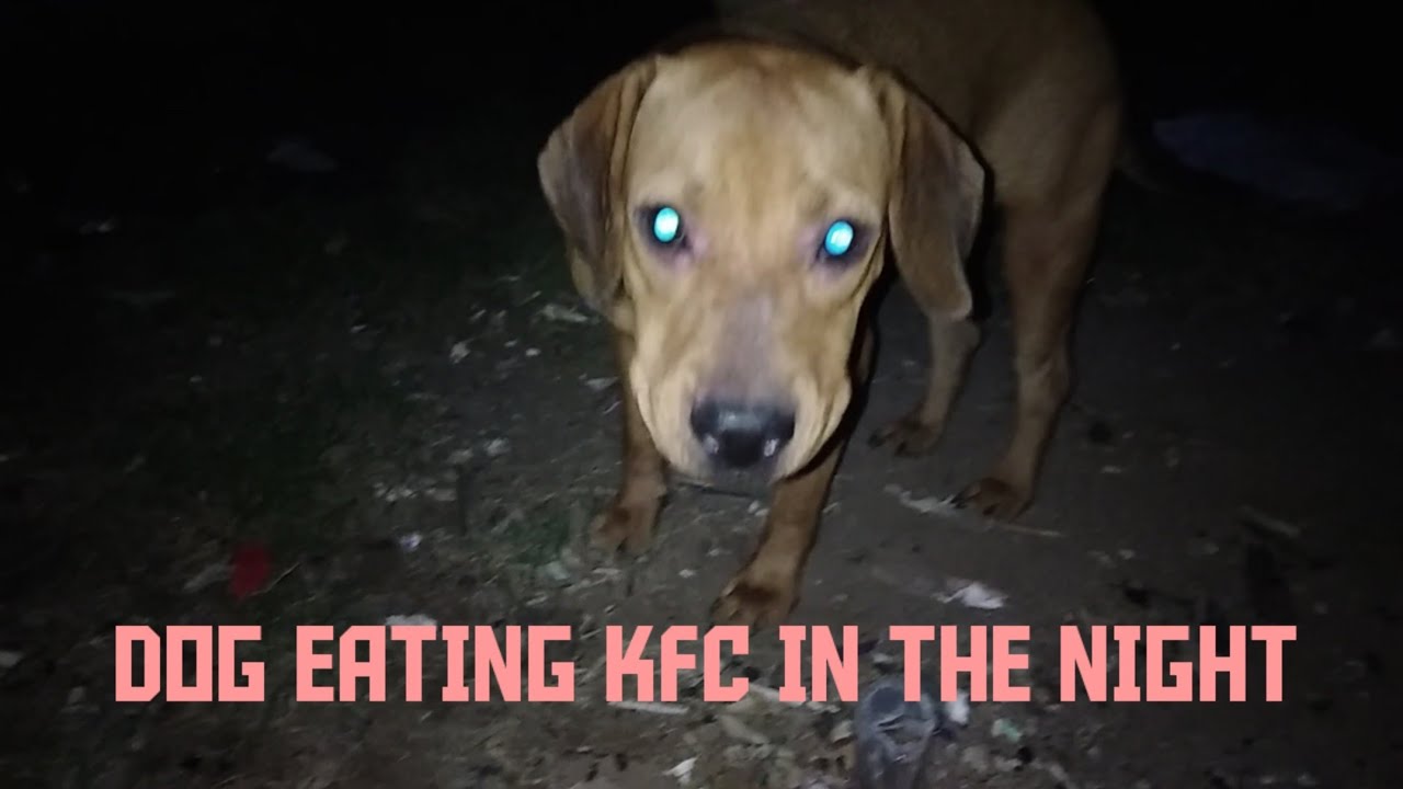 Dog eating KFC in the dark !! YouTube