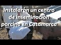 Instalarán un centro de inseminación porcina en Catamarca