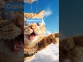 #cashinout #юмор #viral #funny #видео #automobile #прикол #приколы #ржака #медведь