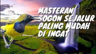Masteran sogon sejalur paling mudah diingat || Suara asli sogon