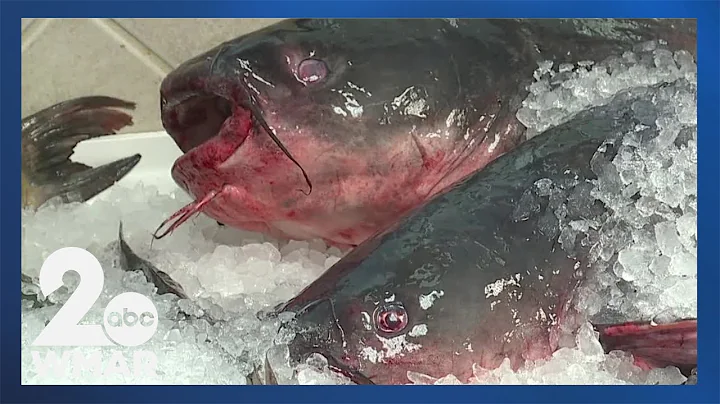 An In Focus look the history of blue catfish in the Chesapeake Bay