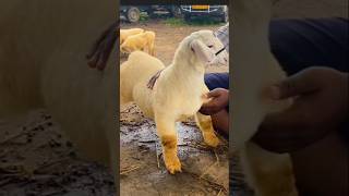 Exotic Bannur Sheep Wagyu Of India