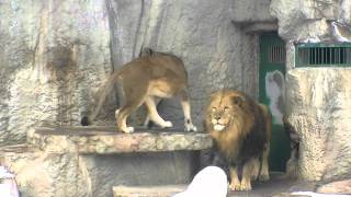 尻尾が当たるんですけど・・ライオン夫婦の日常 Lion