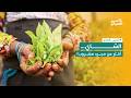 شمس الصباح اليوم العالمي للشاي قصة المشروب الأكثر شعبية بعد الماء 