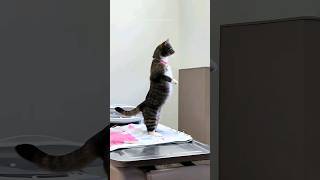 Funny Cats 😂 Episode 181 #Shorts