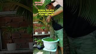 SPECIAL!!! LONG COCONUT BONSAI INSPIRATION #shorts