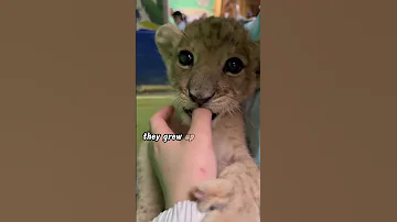 A dog nurtures abandoned lion and tiger cubs #shortsvideo #animals #animalshorts #animalslover