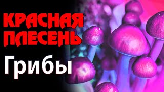 Miniatura de vídeo de "Красная Плесень - Грибы | Лучшие песни"
